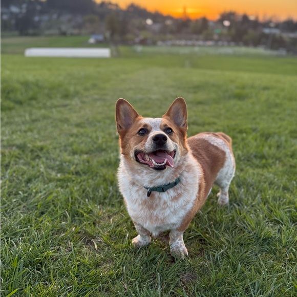 Meet your Posher, Abby from Lululine AK - Picture 3 of 9